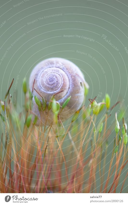 zart getragen Umwelt Natur Pflanze Moos Blatt Grünpflanze Wald Tier Schnecke Schneckenhaus 1 klein oben Leichtigkeit Spirale Schutz Farbfoto Außenaufnahme