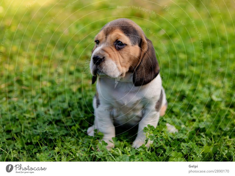 Schöner Beagle-Welpe auf dem grünen Gras Garten Freundschaft Natur Landschaft Tier Haustier Hund klein niedlich verrückt braun weiß gehorsam Energie jung