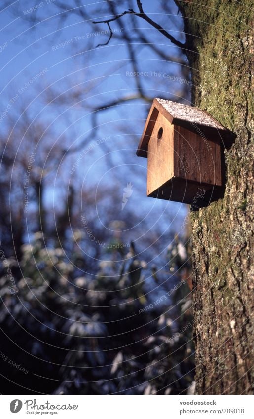 Vogelhaus aus Holz Haus Garten Eis Frost blau braun kalt Häusliches Leben Blauer Himmel Niederlassungen Kofferraum Vogelhäuschen Nistkasten nächste Box Golfloch