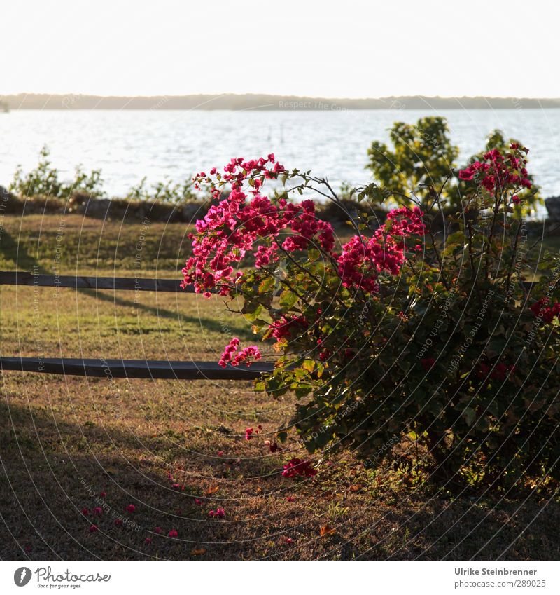 Wunderblume Umwelt Natur Landschaft Pflanze Wasser Gras Sträucher Blatt Blüte exotisch Garten Park Wiese Küste Bucht Blühend Duft natürlich Wärme schön Erholung