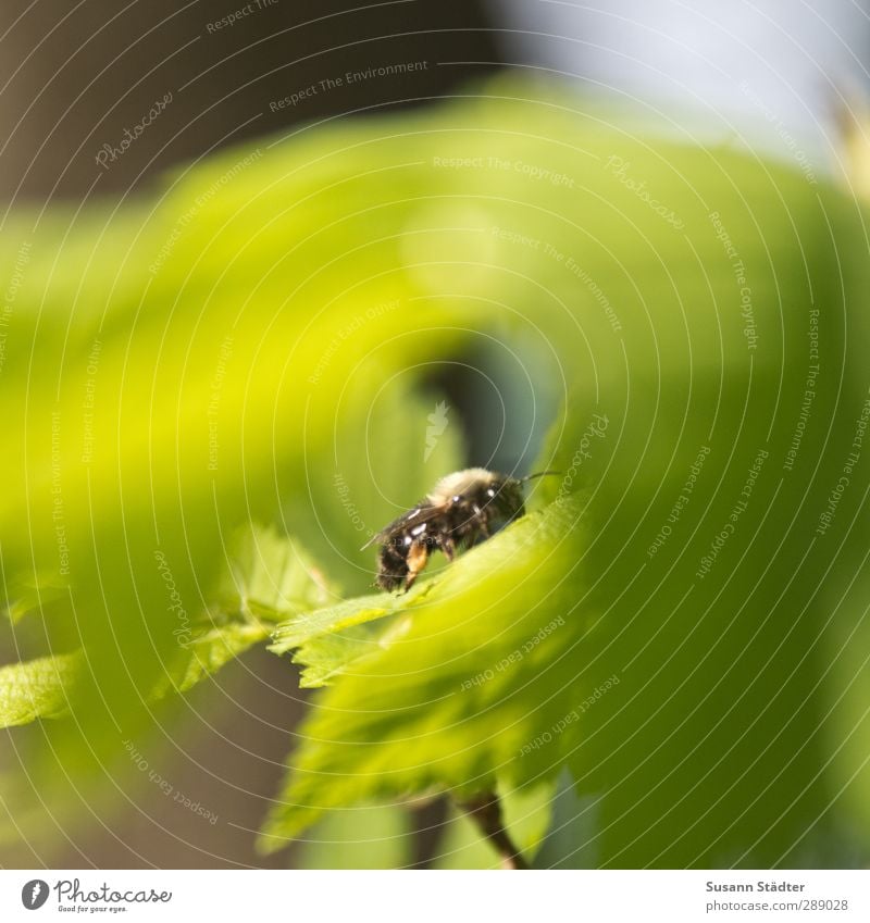 Sonnendeck Pflanze 1 Tier Kontrolle Sonnenlicht Hummel Blatt Blattgrün Sonnenbad Sommer Unschärfe Profil mehrfarbig Außenaufnahme Detailaufnahme Licht