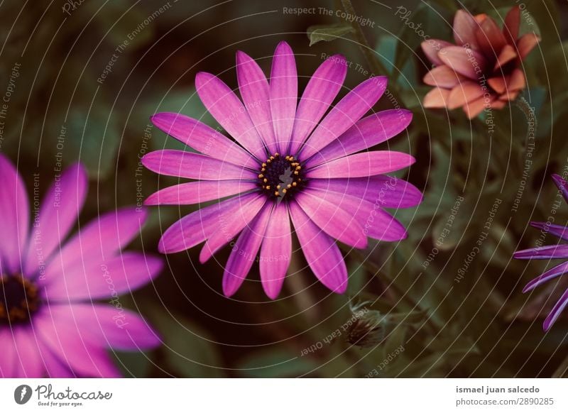 rosa Blütenpflanze im Frühjahr Blume Blütenblatt Pflanze Garten geblümt Natur Dekoration & Verzierung Romantik Beautyfotografie zerbrechlich Hintergrund neutral