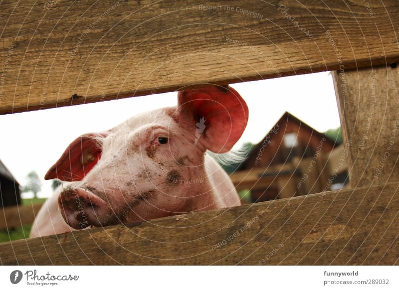 coole Sau Fleisch Wurstwaren Bioprodukte Vegetarische Ernährung Glück Gesunde Ernährung Übergewicht Ohr Nutztier Tiergesicht Schwein 1 Essen Fressen Coolness