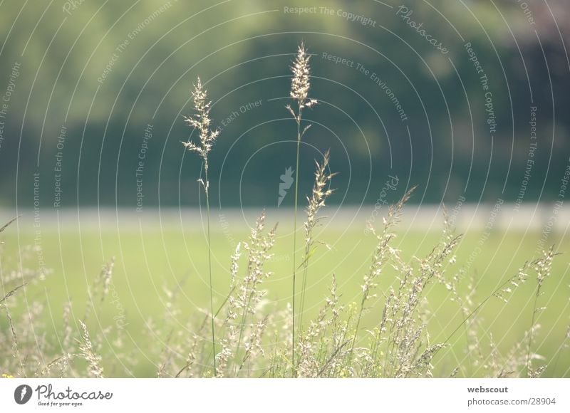 Windstille Gras Halm Wiese ruhig Sommer Frühling