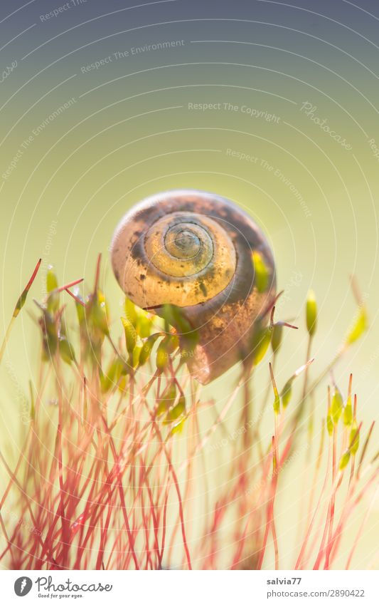 leicht getragen Umwelt Natur Erde Pflanze Moos Blatt Grünpflanze Wald Tier Schnecke Schneckenhaus 1 weich Leichtigkeit Spirale Farbfoto Außenaufnahme