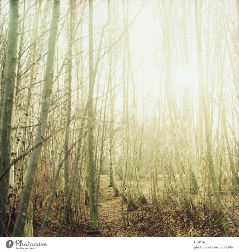 Lichtung Sonne Pflanze Winter Schönes Wetter Baum Wald hell gelb grün weiß geheimnisvoll Idylle Natur Umwelt Umweltschutz Birke Wäldchen strahlend mystisch