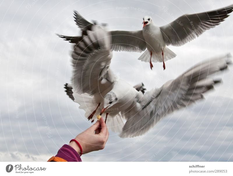 MeinsMeinsMeins! Hand Finger 1 Mensch Tier Vogel 3 Tiergruppe Schwarm Fressen füttern Konflikt & Streit verrückt kämpfen Futterneid Futterspender Flügel