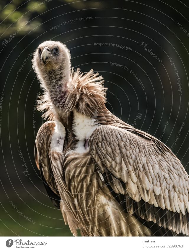 Madam Tier Vogel 1 beobachten braun grün Geier skeptisch Farbfoto Gedeckte Farben Außenaufnahme Nahaufnahme Textfreiraum links Textfreiraum rechts