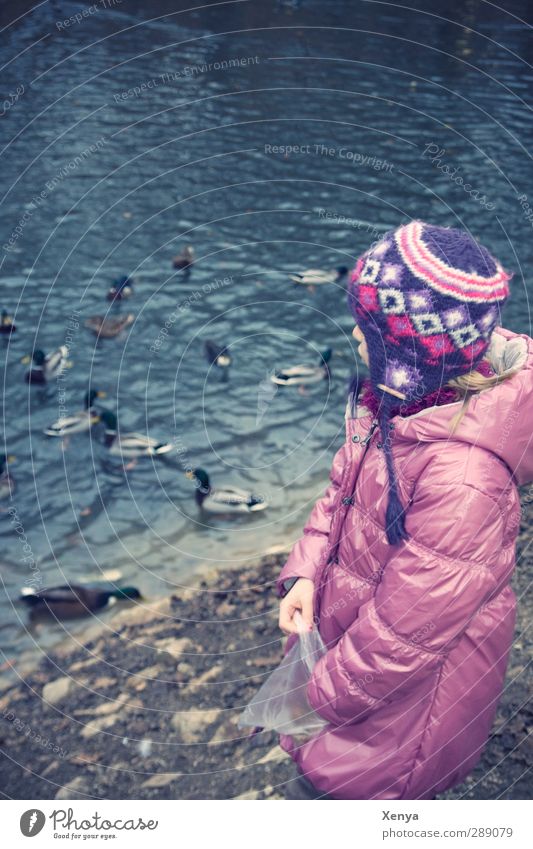 Gebt den Enten Futter feminin Kind Mädchen 1 Mensch 3-8 Jahre Kindheit See Mütze Wasser füttern blau violett rosa Ententeich Brot Freizeit & Hobby Außenaufnahme