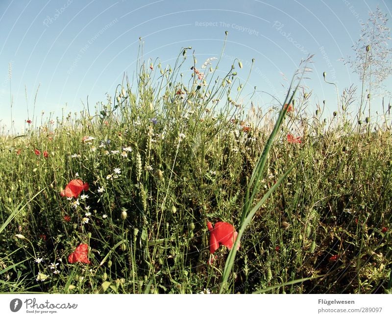 Ein Beet im Kornfeld Ferien & Urlaub & Reisen Sommer Umwelt Natur Landschaft Pflanze Tier Himmel Klima Schönes Wetter Blume Gras Sträucher Moos Efeu Farn