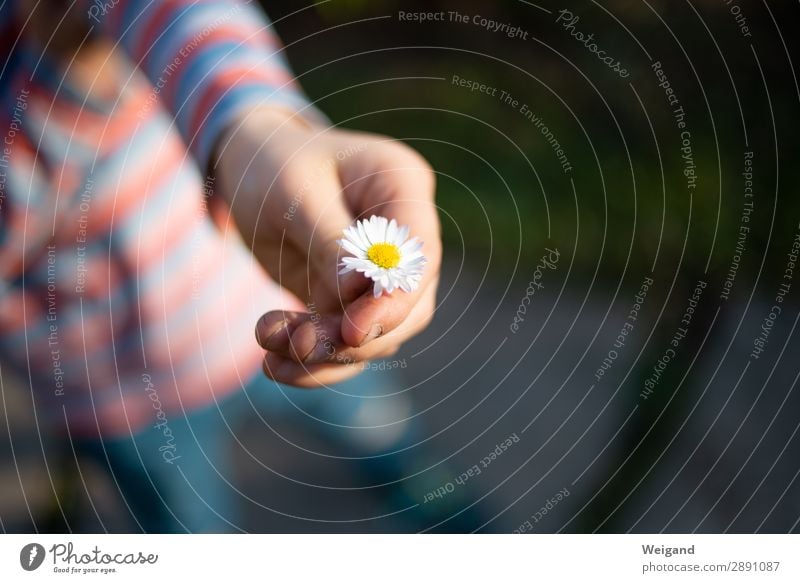 Dankeschön harmonisch Wohlgefühl Zufriedenheit Sinnesorgane Erholung ruhig Duft Muttertag Geburtstag Taufe Kleinkind Junge Kindheit Hand 1 Mensch Freundlichkeit