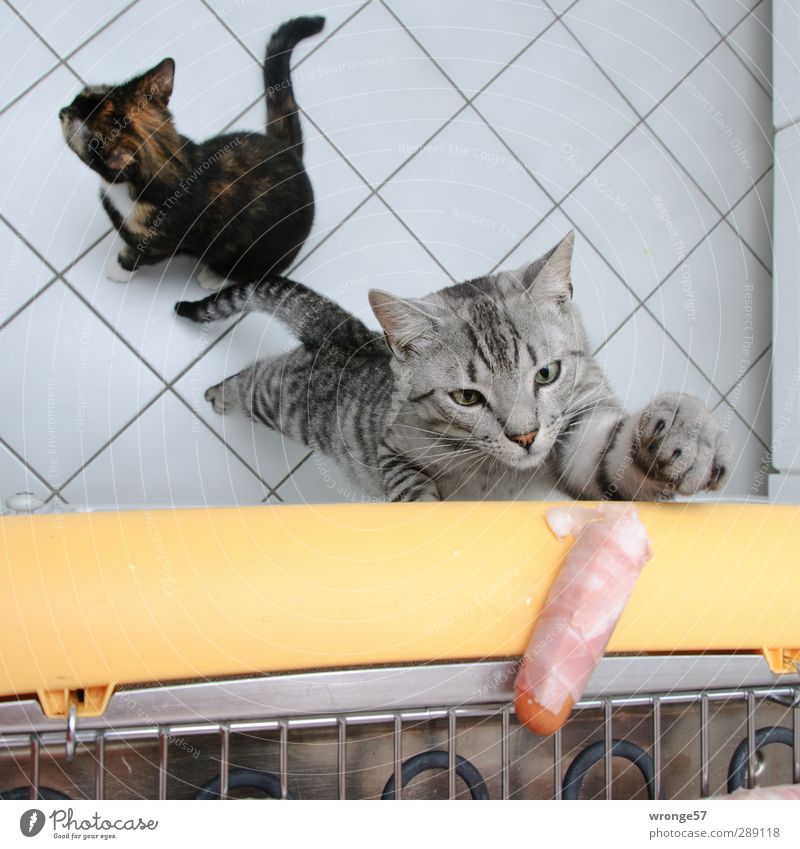 Versuchung Wurstwaren Wohnung Küche frech lecker Haustier Katze Hauskatze Glückskatze Grill Grillen verführerisch grau Samtpfötchen Farbfoto Innenaufnahme