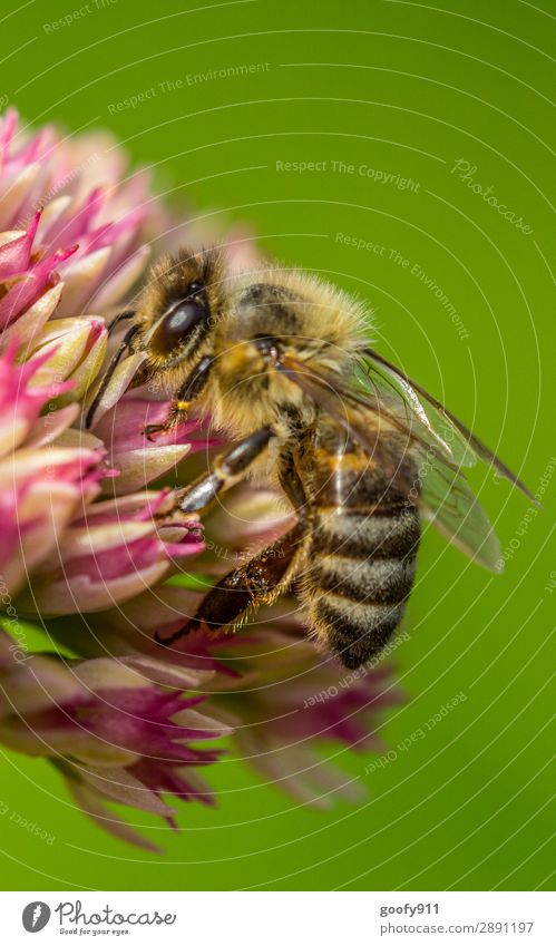 Bienchen Ausflug Expedition Umwelt Natur Frühling Sommer Pflanze Blume Blüte Wildpflanze Garten Park Wiese Tier Nutztier Wildtier Biene Tiergesicht Flügel Fell