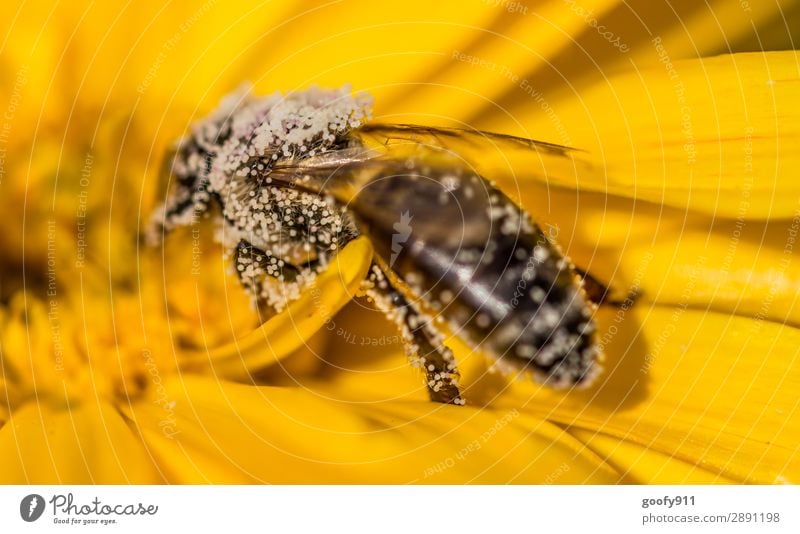 Biene voll mit Blütenstaub Ausflug Expedition Sommer Umwelt Natur Sonne Frühling Schönes Wetter Blume Garten Park Wiese Tier Nutztier Wildtier Flügel 1