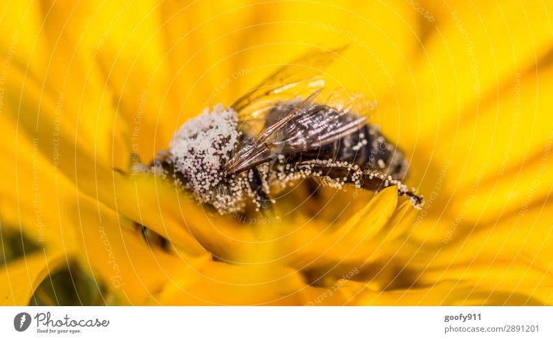 Tief drin!!! Ausflug Abenteuer Expedition Sommer Umwelt Natur Tier Frühling Herbst Pflanze Blüte Garten Park Wiese Feld Nutztier Wildtier Biene Flügel 1