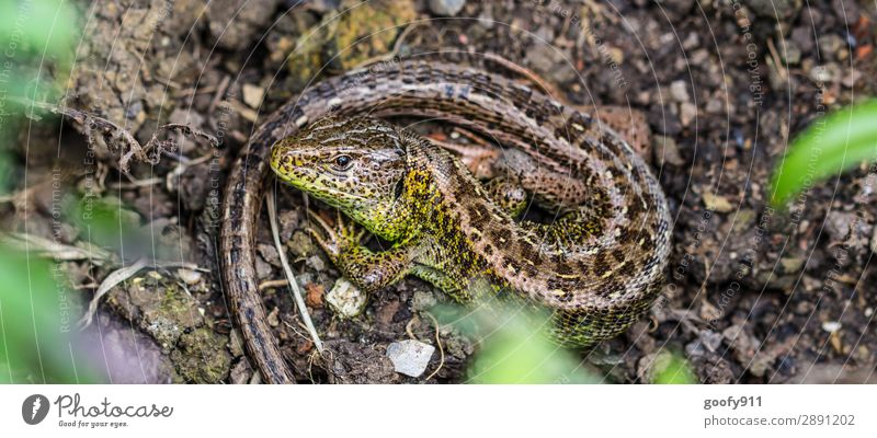 Eingewickelt Ausflug Abenteuer Expedition Umwelt Natur Erde Sand Garten Park Wiese Feld Wald Tier Wildtier Tiergesicht Schuppen 1 beobachten entdecken