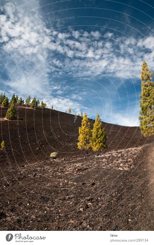 vereinzelt Menschenleer Vulkan Teneriffa sporadisch Wolken Himmel Baum Kiefer Berge u. Gebirge stehen karg wenige