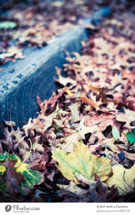 along the boardwalk Herbst Straße Bürgersteig mehrfarbig Herbstlaub Bordsteinkante viele Blatt bedeckt Gedeckte Farben Außenaufnahme Experiment