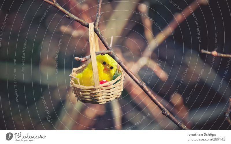 haha bald ist Ostern! Natur Fröhlichkeit Glück lustig Osternest Ast Zweig Suche finden Geschenk Nest Küken Freude niedlich schön klein Außenaufnahme Farbfoto