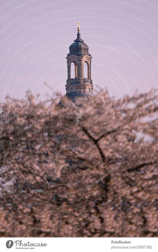 #A# Big Sister Umwelt Natur Landschaft ästhetisch Frauenkirche Dresden Kuppeldach Turm Gebäude Gebäudeteil Kirschblüten Frühling Frühlingsgefühle Frühlingstag