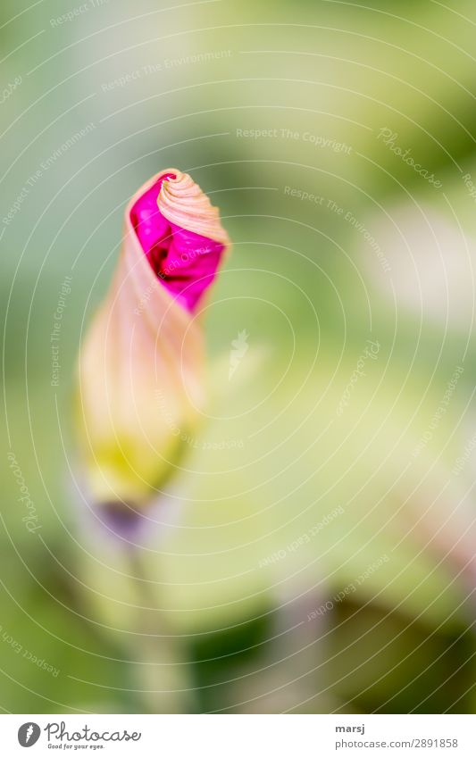 Kurz vor der Entfaltung Leben harmonisch Natur Pflanze Blüte Blütenknospen Winde Blühend leuchten verrückt rosa Lebensfreude Frühlingsgefühle Vorfreude Reinheit