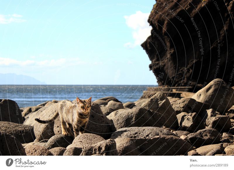 Strandmieze Ferien & Urlaub & Reisen Natur Landschaft Wasser Himmel Horizont Felsen Küste Bucht Meer Atlantik Tier Haustier Katze 1 Stein blau grau Farbfoto