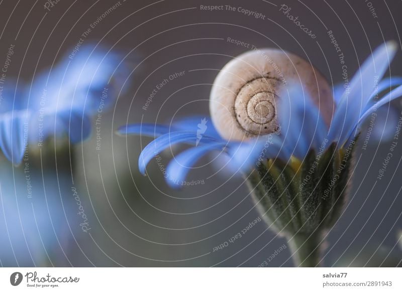 zartes blau Umwelt Natur Pflanze Blume Blüte Garten Tier Schnecke 1 Blühend oben rund weich grau Duft ruhig Schutz Strukturen & Formen Spirale sanft