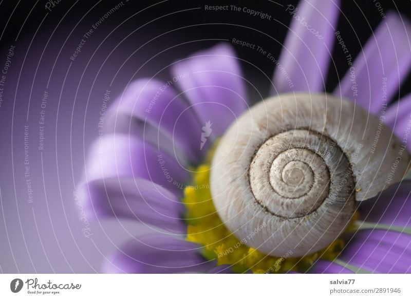 lila Umwelt Natur Frühling Sommer Blume Blüte Garten Tier Schnecke Schneckenhaus 1 ästhetisch oben positiv rund schön violett Schutz Spirale Strukturen & Formen