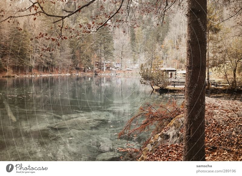 Blausee Ferien & Urlaub & Reisen Tourismus Ausflug Umwelt Natur Landschaft Wasser Wald Seeufer Teich dunkel Flüssigkeit nass natürlich wild Naturschutzgebiet