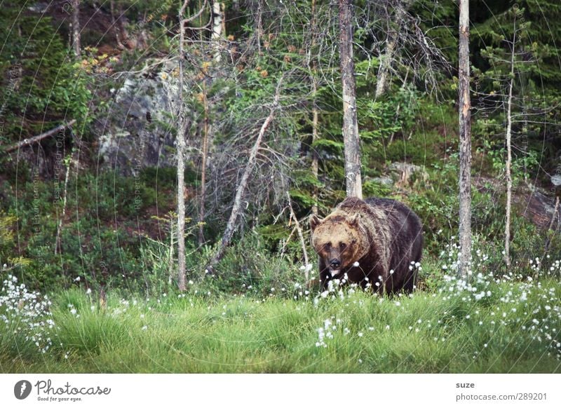 Brummbär Jagd Umwelt Natur Landschaft Tier Wiese Wald Fell Wildtier 1 beobachten bedrohlich Neugier stark wild braun grün Appetit & Hunger Angst Kraft Bär