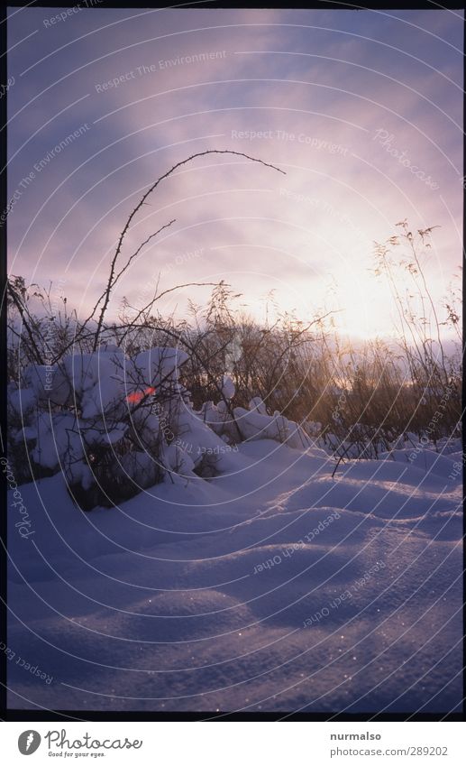 Winter ganz nah Freizeit & Hobby Garten Kunst Umwelt Natur Pflanze Tier Eis Frost Schnee Schneefall Park frieren glänzend hocken kalt natürlich Stimmung