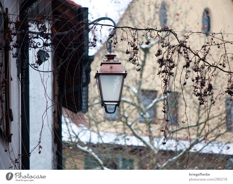 Holunder in der Stadt Pflanze Meersburg Kleinstadt Hafenstadt Stadtzentrum Altstadt Menschenleer Haus Mauer Wand Dachrinne alt außergewöhnlich historisch kalt