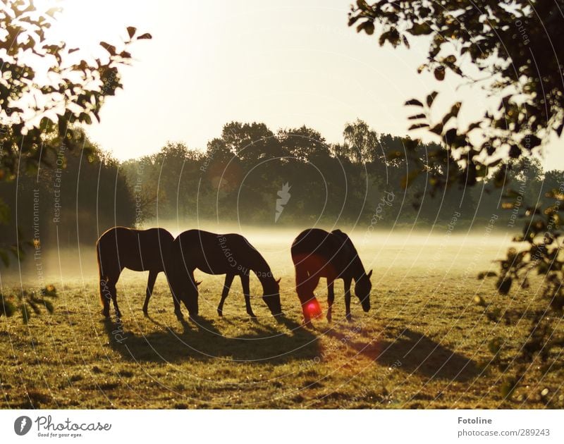 Frühstück Umwelt Natur Pflanze Tier Himmel Wolkenloser Himmel Herbst Nebel Baum Blatt Wiese Nutztier Pferd hell schön kalt natürlich Weide Fressen Morgennebel