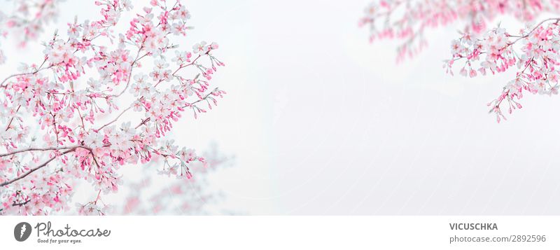 Pink white spring blossom of cherry on white background. Floral frame. Springtime nature background. Template or banner