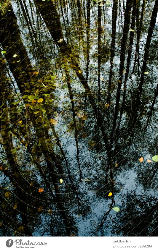 Briesetal Umwelt Natur Landschaft Pflanze Wasser Sommer Klima Klimawandel Wetter Schönes Wetter Baum Grünpflanze Wildpflanze Wald Urwald Moor Sumpf Teich