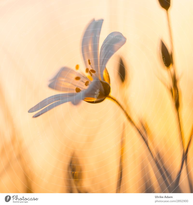 Sternmiere im Abendlicht schön Wellness harmonisch Zufriedenheit Erholung Meditation Spa Trauerkarte Muttertag Trauerfeier Beerdigung Natur Pflanze Frühling