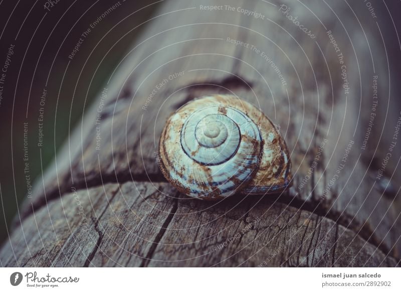 Schnecke auf dem Stamm Riesenglanzschnecke Tier Wanze weiß Insekt klein Panzer Spirale Natur Pflanze Garten Außenaufnahme zerbrechlich niedlich Beautyfotografie