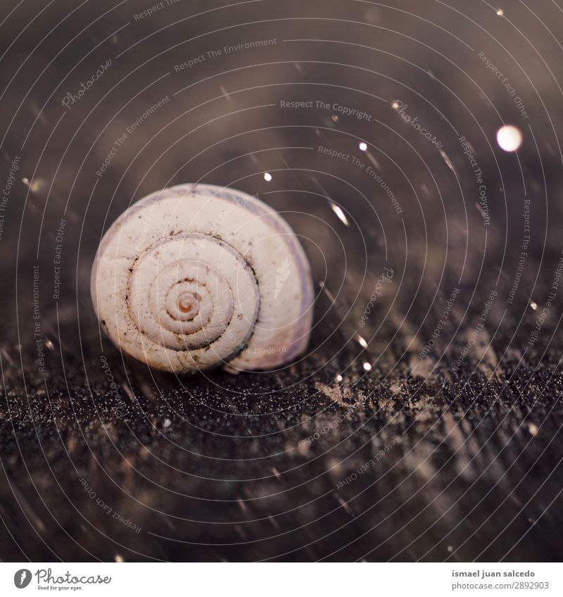 Schnecke in der Natur im Frühjahr Riesenglanzschnecke Tier Wanze weiß Insekt klein Panzer Spirale Pflanze Garten Außenaufnahme zerbrechlich niedlich