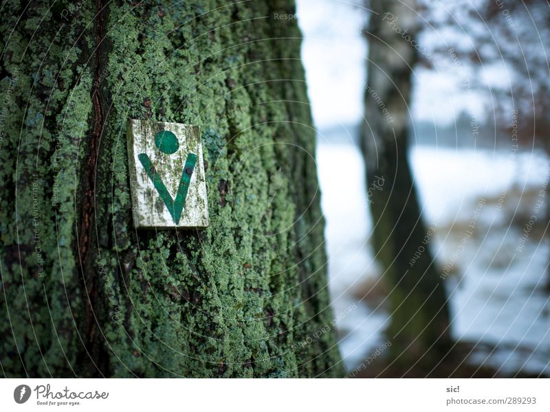 Baumzeichen Jagd wandern Landwirtschaft Forstwirtschaft Natur Winter Schnee Wald Wendland Wege & Pfade Zeichen Schilder & Markierungen grün weiß nachhaltig