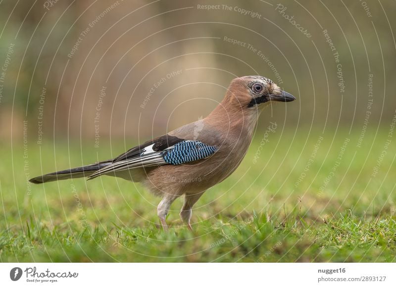 Eichelhäher 1 Natur Tier Frühling Sommer Herbst Schönes Wetter Pflanze Gras Garten Park Wiese Wald Wildtier Vogel Tiergesicht Flügel ästhetisch authentisch