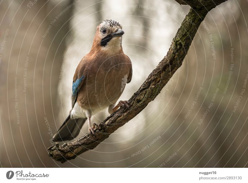 Eichelhäher 2 Umwelt Natur Tier Sonnenlicht Frühling Sommer Herbst Schönes Wetter Baum Ast Garten Park Wald Wildtier Vogel Tiergesicht Flügel Krallen 1