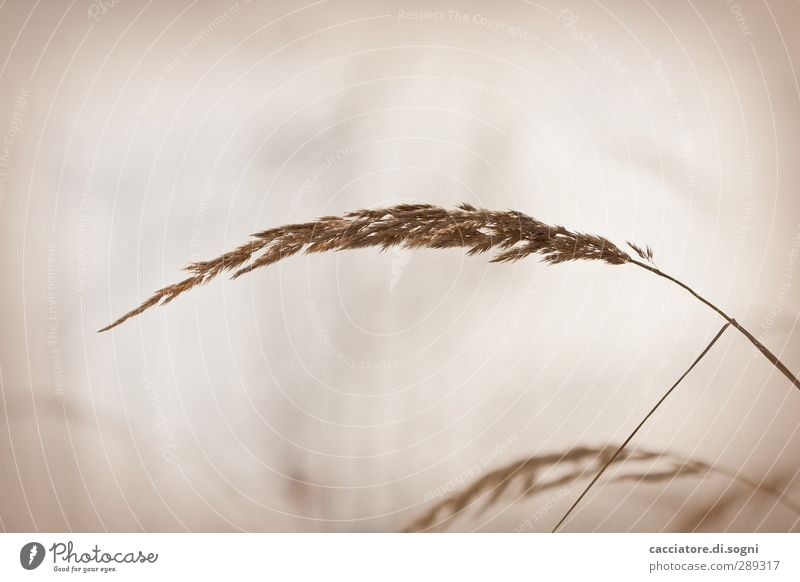 soft Natur Pflanze Herbst Gras Wiese sportlich einfach kuschlig lang nah natürlich positiv schön trocken braun Stimmung Lebensfreude Leidenschaft Geborgenheit