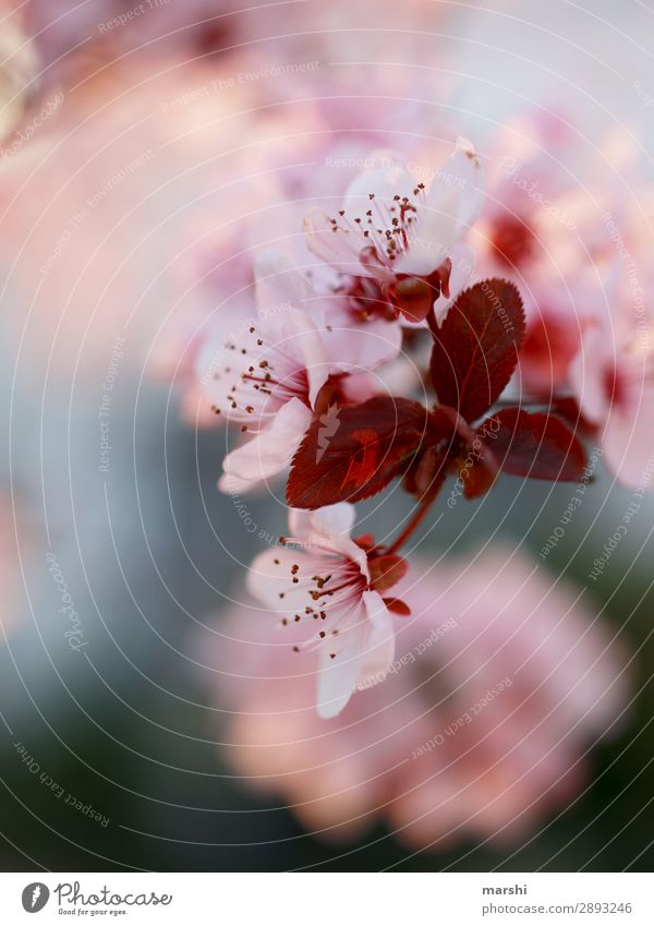 Feels like spring Frühling Blume Blüte Blühend Frühlingsgefühle Natur Pflanze Unschärfe Makroaufnahme Detailaufnahme rosa zart springen Blütenblatt Blütenkette