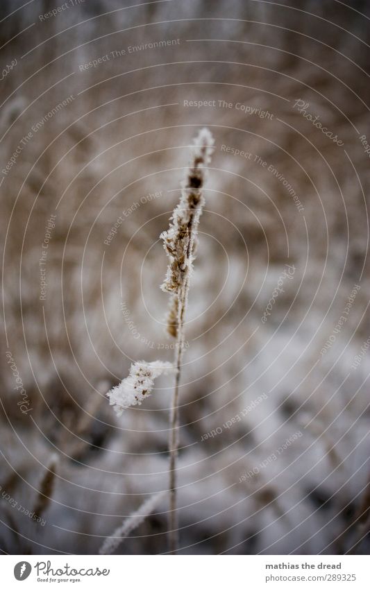 WINTER Umwelt Natur Landschaft Winter schlechtes Wetter Eis Frost Pflanze Gras Sträucher Blatt Blüte dunkel kalt trist ruhig Farbfoto Gedeckte Farben