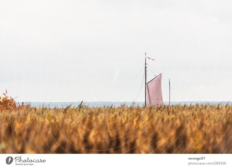 Boddensegler Segeln Ferien & Urlaub & Reisen Landschaft Wolkenloser Himmel Horizont Herbst Pflanze Schilfrohr Riedgras Seeufer Meer