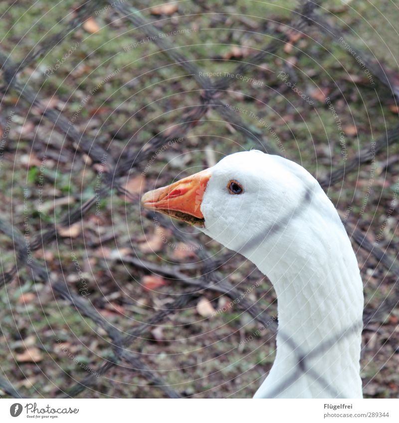 Freilandhaltung immerhin Nutztier 1 Tier Blick Gans Feste & Feiern gefangen Traurigkeit Bauernhof Außenaufnahme Wiese Vogel Zaun Maschendrahtzaun Farbfoto