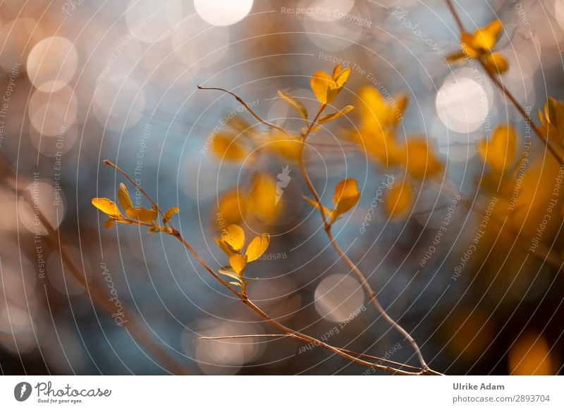 Lichtspiel Design Wellness Leben harmonisch Wohlgefühl Zufriedenheit Erholung ruhig Meditation Spa Tapete Umwelt Natur Frühling Herbst Pflanze Baum Sträucher