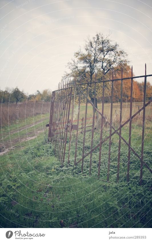 abgrenzung Umwelt Natur Landschaft Pflanze Himmel Herbst Baum Gras Wiese Feld Zaun natürlich Farbfoto Außenaufnahme Menschenleer Tag