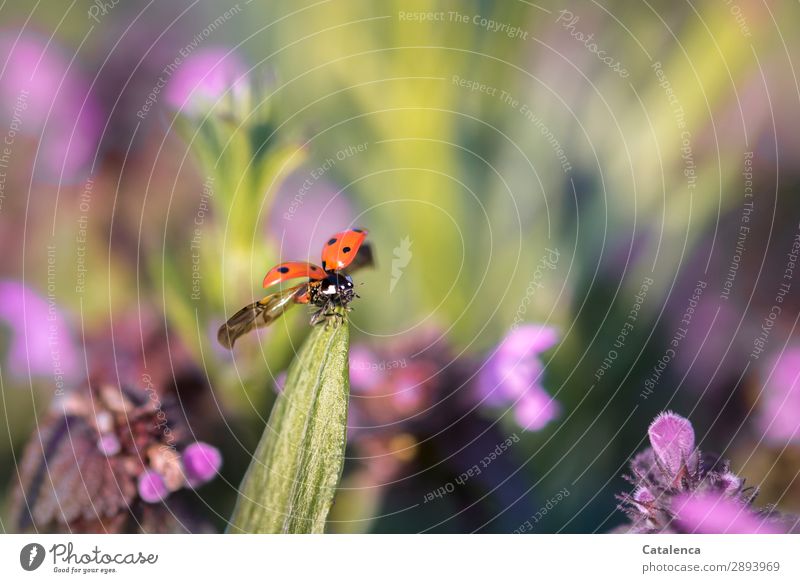 Wegfliegen, Marienkäfer  spreizt die Flügel Pflanze Blume Gras Blatt Blüte Wildpflanze Taubnessel Unkraut Garten Wiese Käfer Insekt 1 Tier Blühend krabbeln