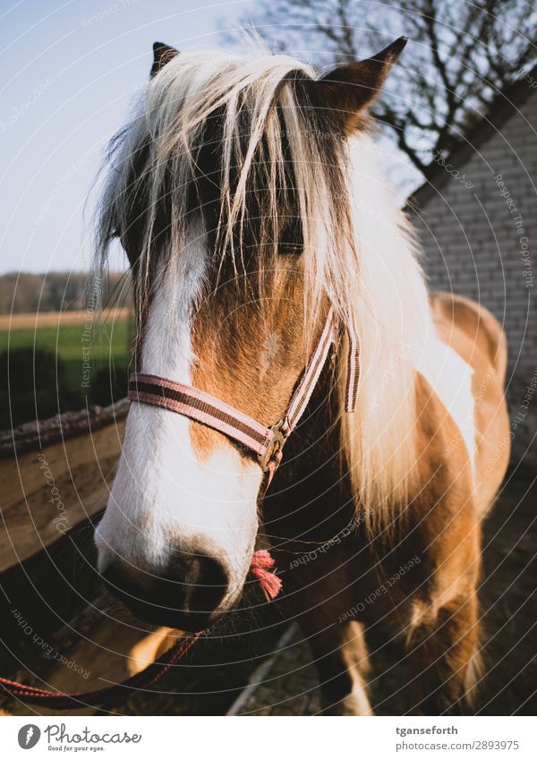 Pferd Freizeit & Hobby Reiten Reitsport Sportler Tier Haustier Nutztier 1 blond Gesundheit braun Lebensfreude loyal Abenteuer entdecken Erfahrung Fürsorge